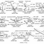 BONES OF VERTEBRAL COLUMN