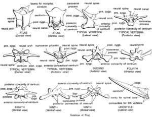 BONES OF VERTEBRAL COLUMN