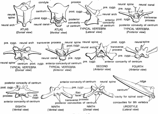 BONES OF VERTEBRAL COLUMN