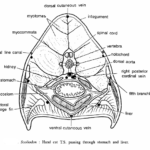FISH SLIDES (SCOLIODON)