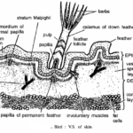 Bird Slides (Pigeon)