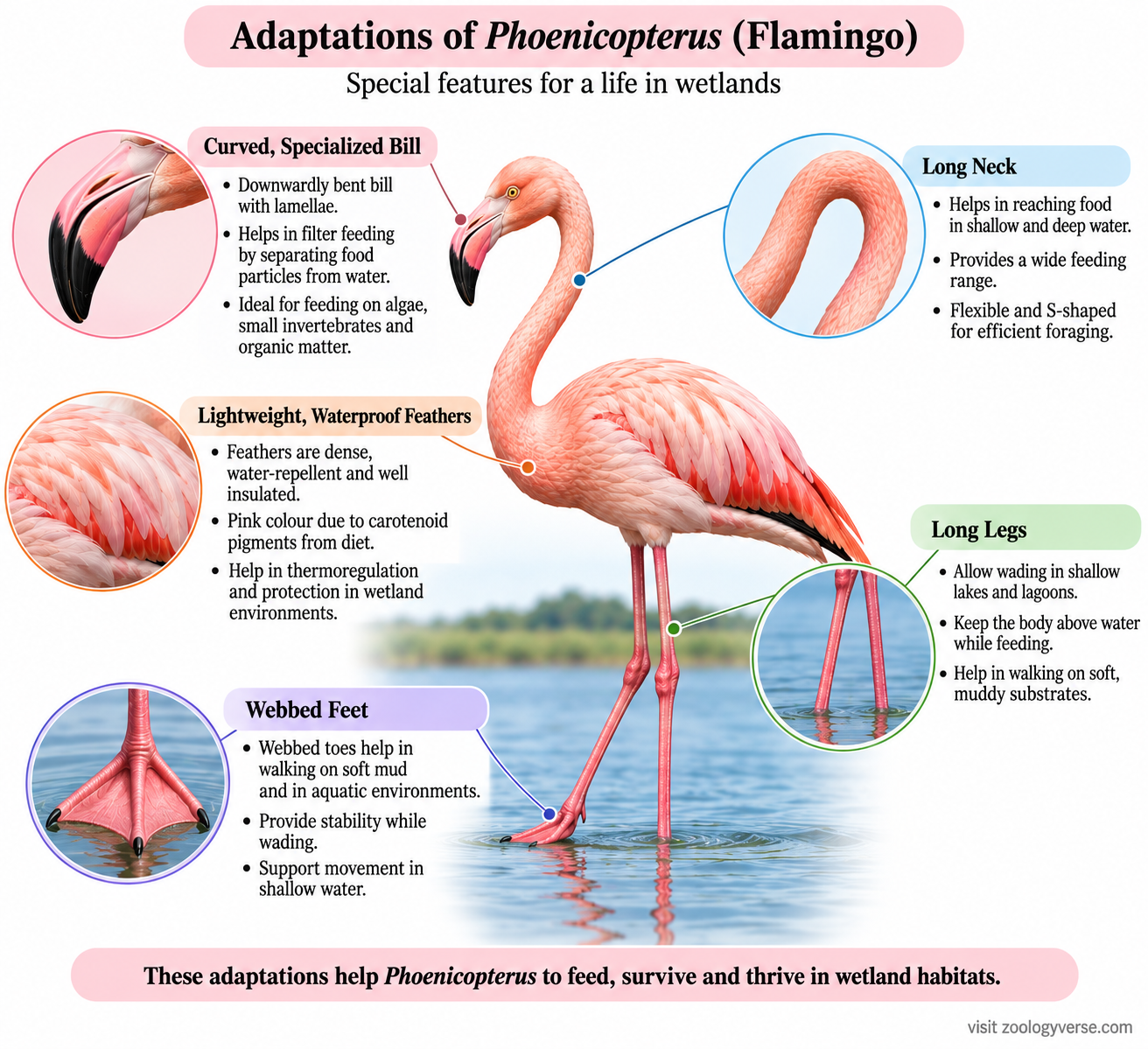 Phoenicopterus classification and flamingo adaptations showing curved bill, long neck, long legs, webbed feet and feathers