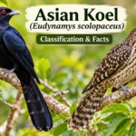 Asian Koel (Eudynamys scolopaceus)