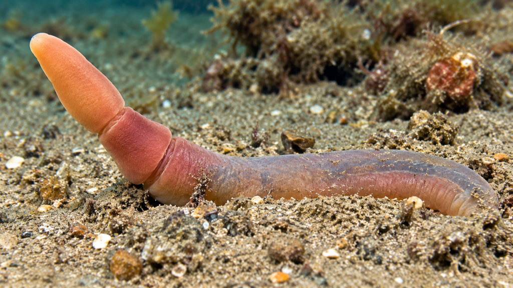 Balanoglossus