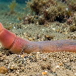 Balanoglossus