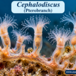 Cephalodiscus (Pterobranch) Classification & Facts
