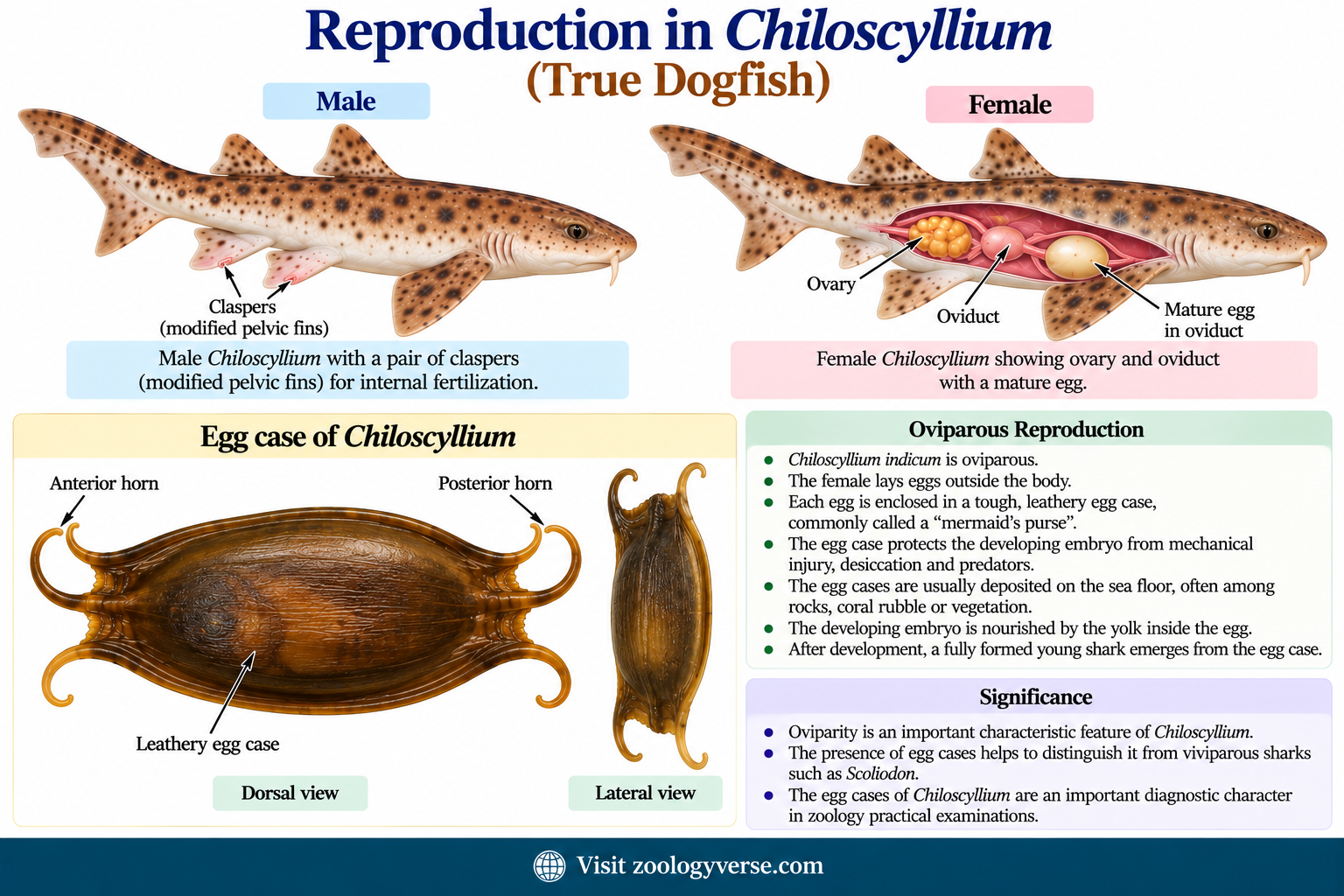 Chiloscyllium (True Dogfish): Classification and Characteristics | Zoologyverse Chiloscyllium True dogfish reproduction showing Classification of Chiloscyllium, Characteristics of Chiloscyllium, and Chiloscyllium indicum egg case