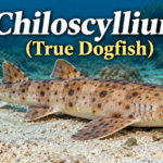 Chiloscyllium (True Dogfish) Classification and Characteristics