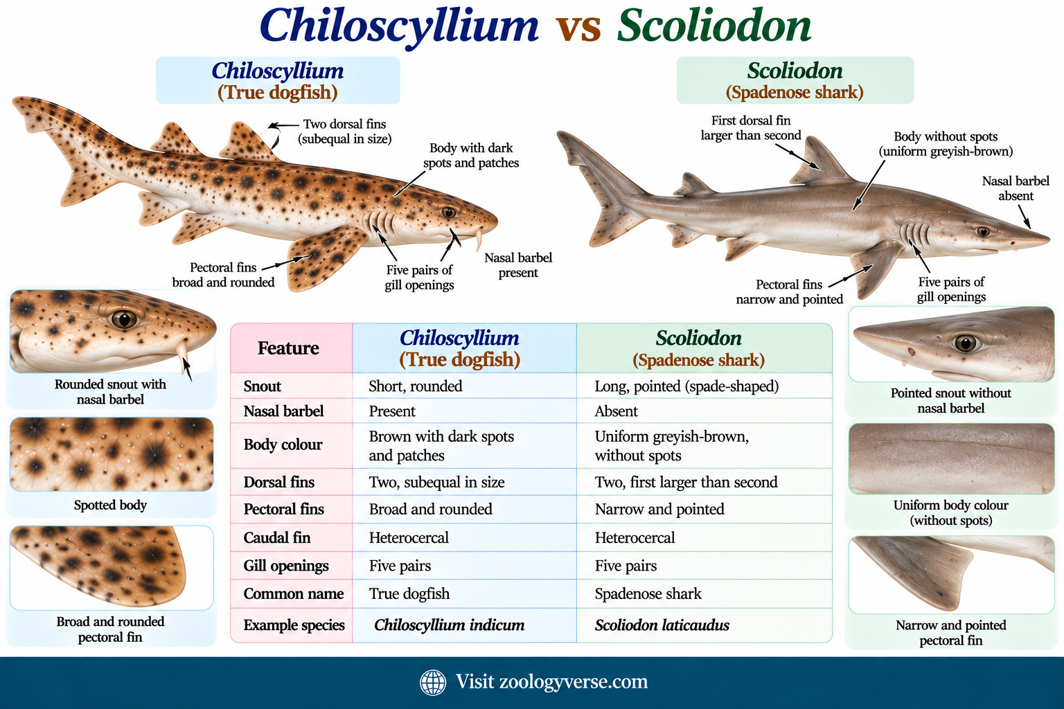 Chiloscyllium (True Dogfish): Classification and Characteristics | Zoologyverse Chiloscyllium vs Scoliodon showing True dogfish, Classification of Chiloscyllium, Characteristics of Chiloscyllium, and Chiloscyllium indicum identification differences