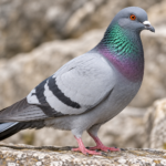 Columba livia (Rock Pigeon) – Classification and Features