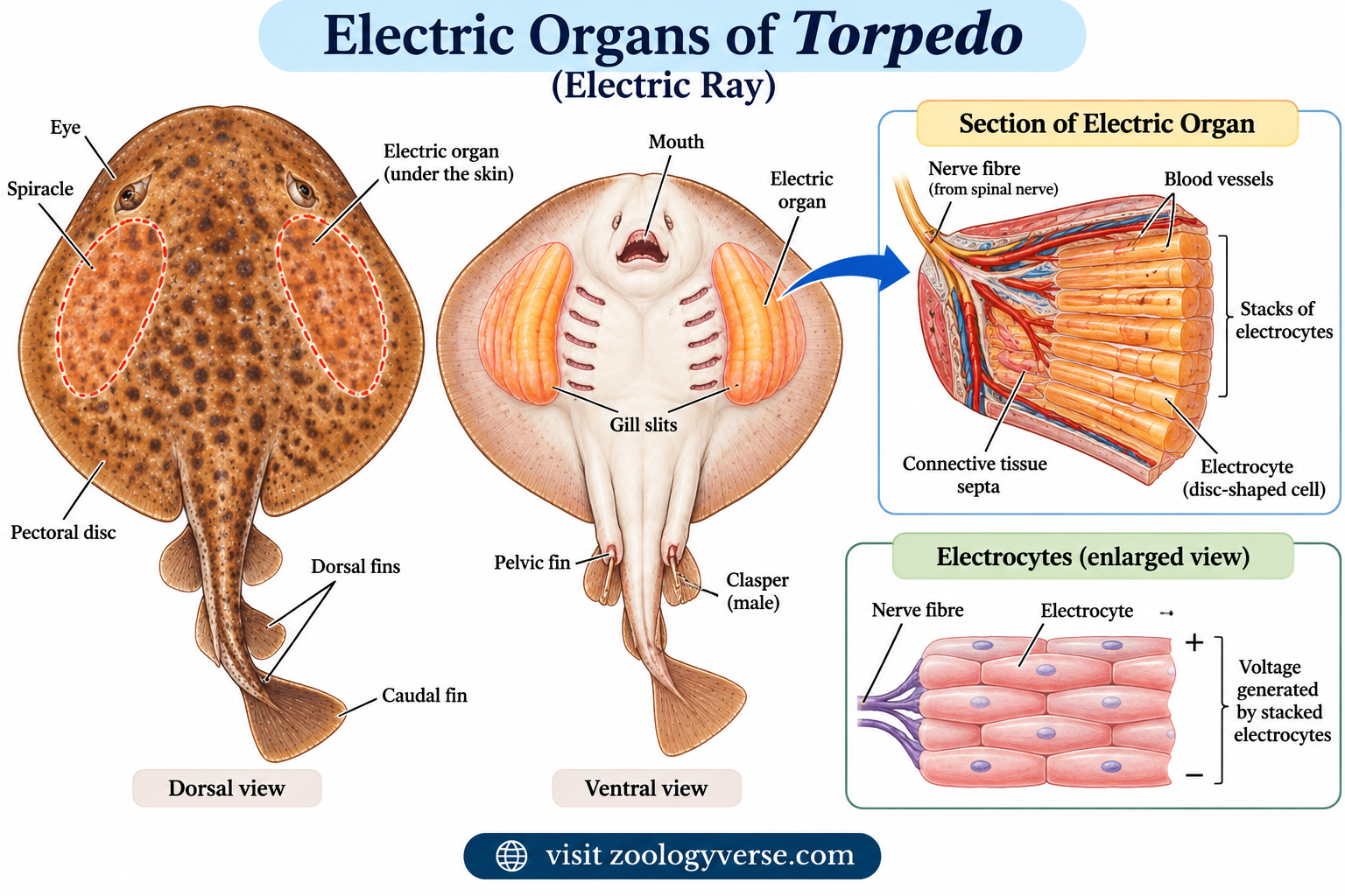 Electric organs of Torpedo electric ray showing paired electric organs, electrocytes, nerve fibers, blood vessels, and stacks of electrocytes