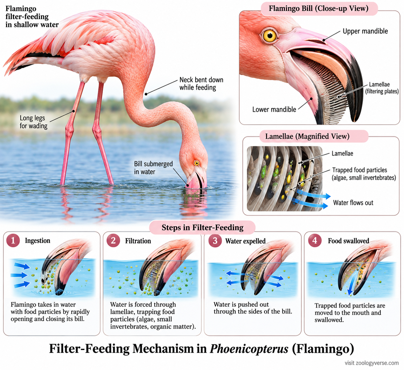 Phoenicopterus classification and flamingo filter-feeding mechanism showing curved bill, lamellae and food particles