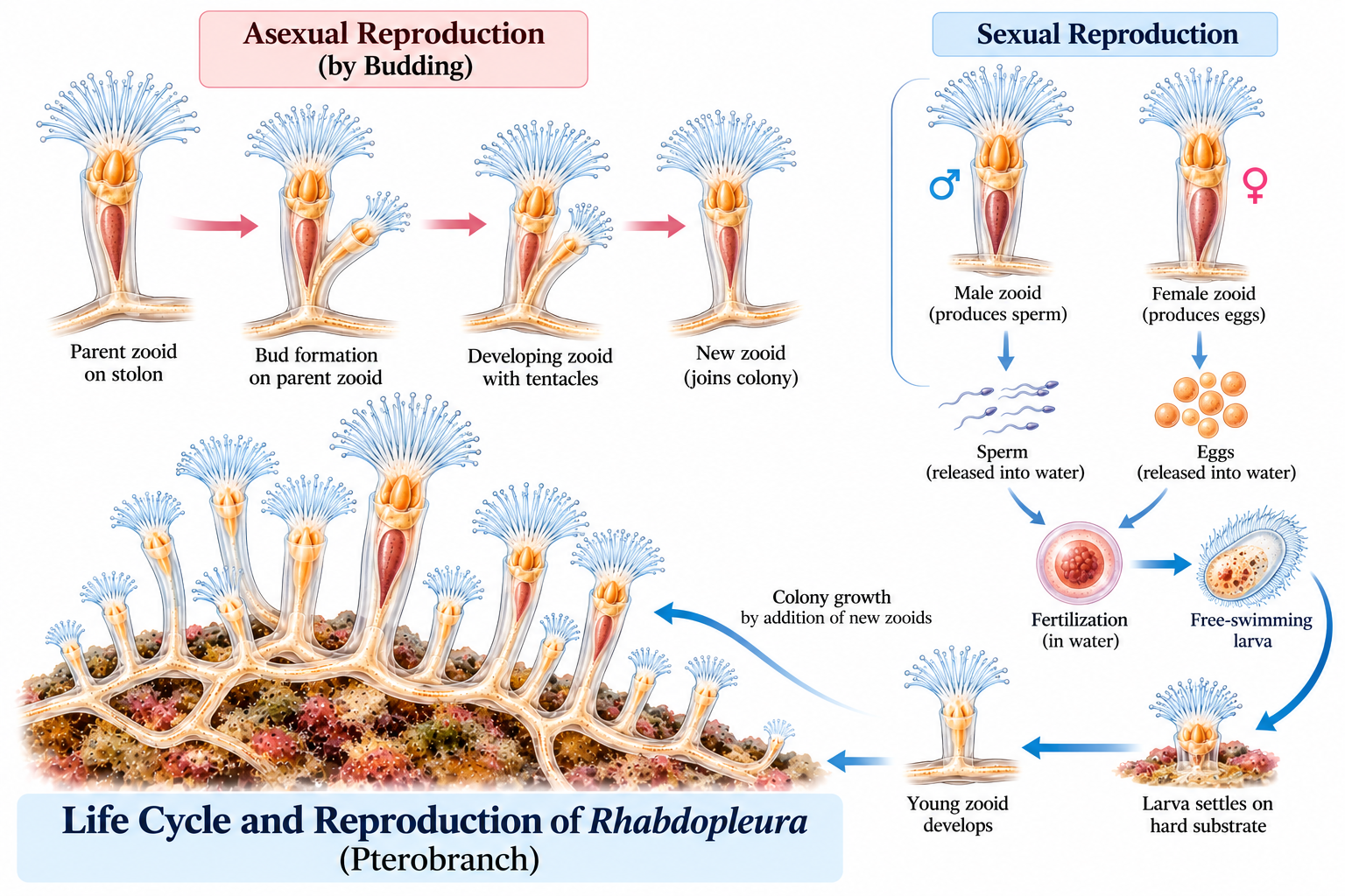 Rhabdopleura classification – life cycle showing asexual budding, zooid development, sexual reproduction, fertilization, larval development and colony formation