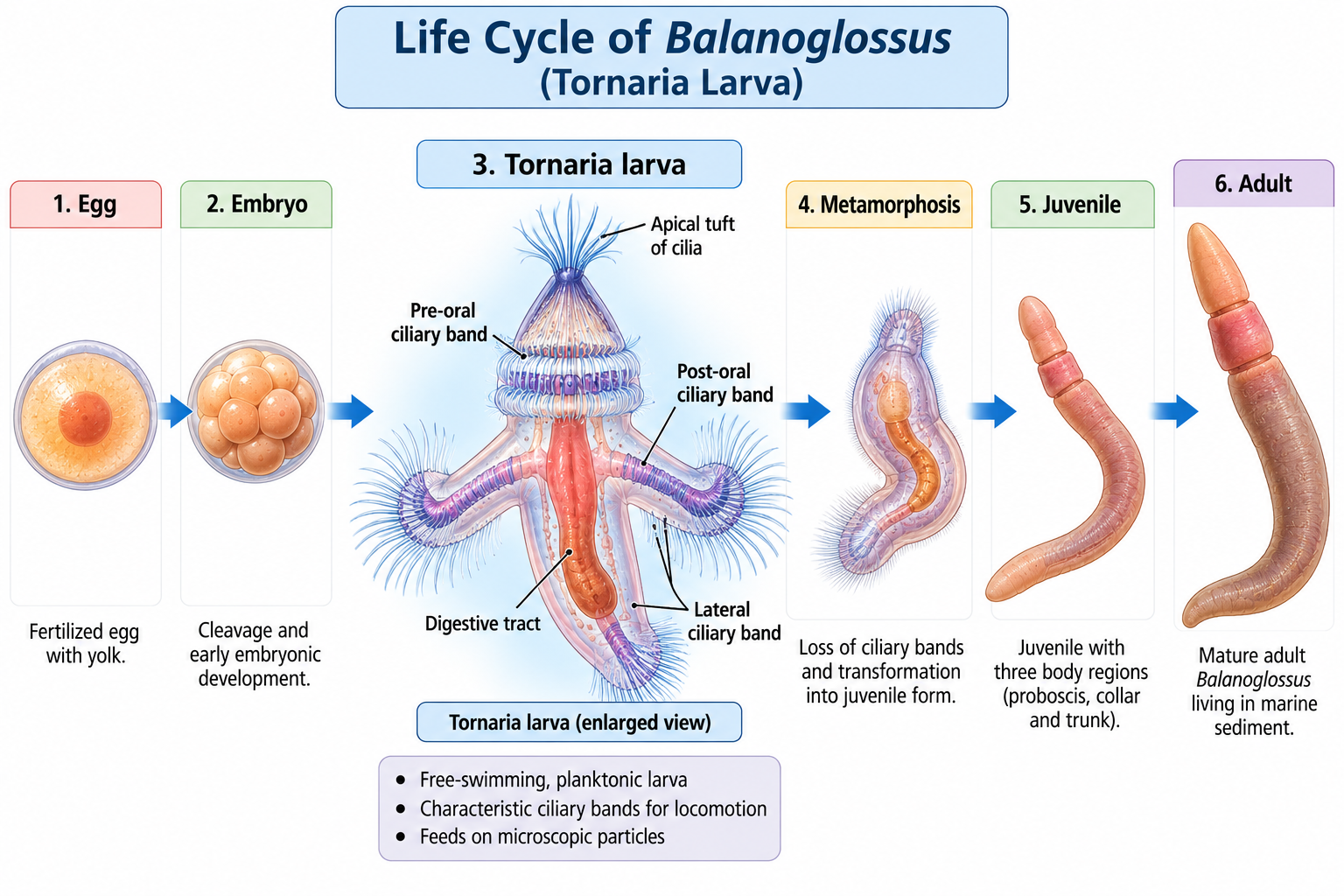 Balanoglossus classification – life cycle showing egg, embryo, Tornaria larva, metamorphosis, juvenile and adult stages