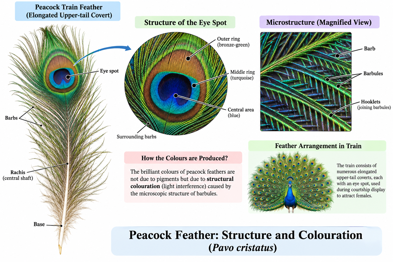 Indian Peafowl (Pavo cristatus): Classification & Facts | Zoologyverse Pavo cristatus classification – peacock train feather showing eye spot, rachis, barbs, barbules, hooklets and structural colouration