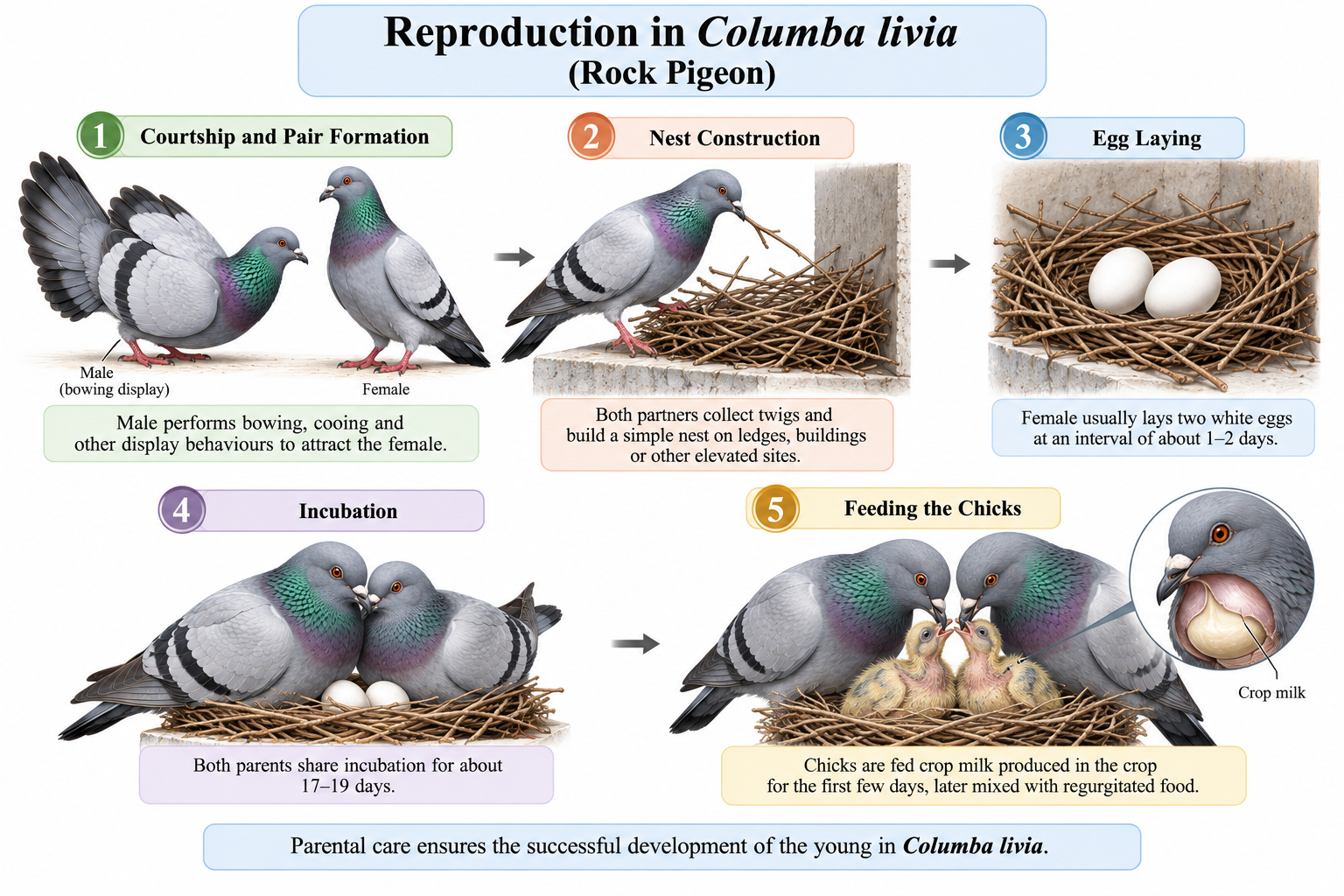 Columba livia (Pigeon): Classification & Practical Notes | Zoologyverse Columba livia classification – reproduction infographic showing courtship, nest building, two eggs, incubation and chick feeding with crop milk