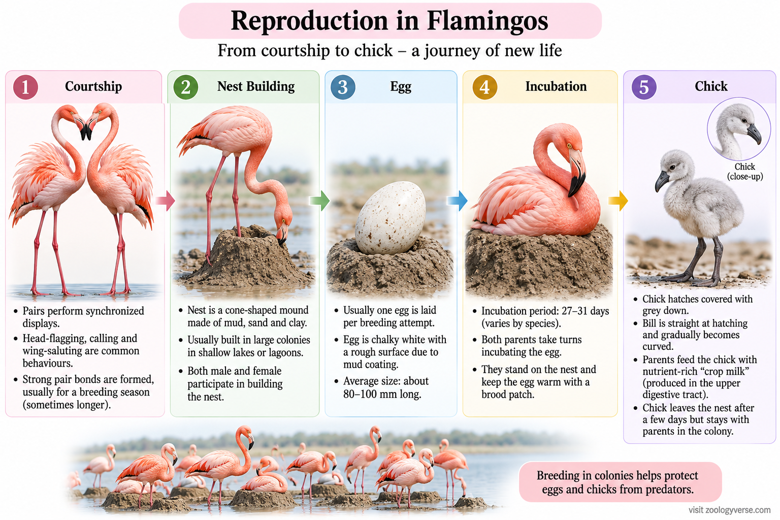 Phoenicopterus classification and flamingo reproduction showing courtship, nest building, egg, incubation and chick