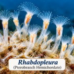 Rhabdopleura (Pterobranch): Classification & Facts