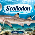 Scoliodon (Dogfish): Classification and Characteristics