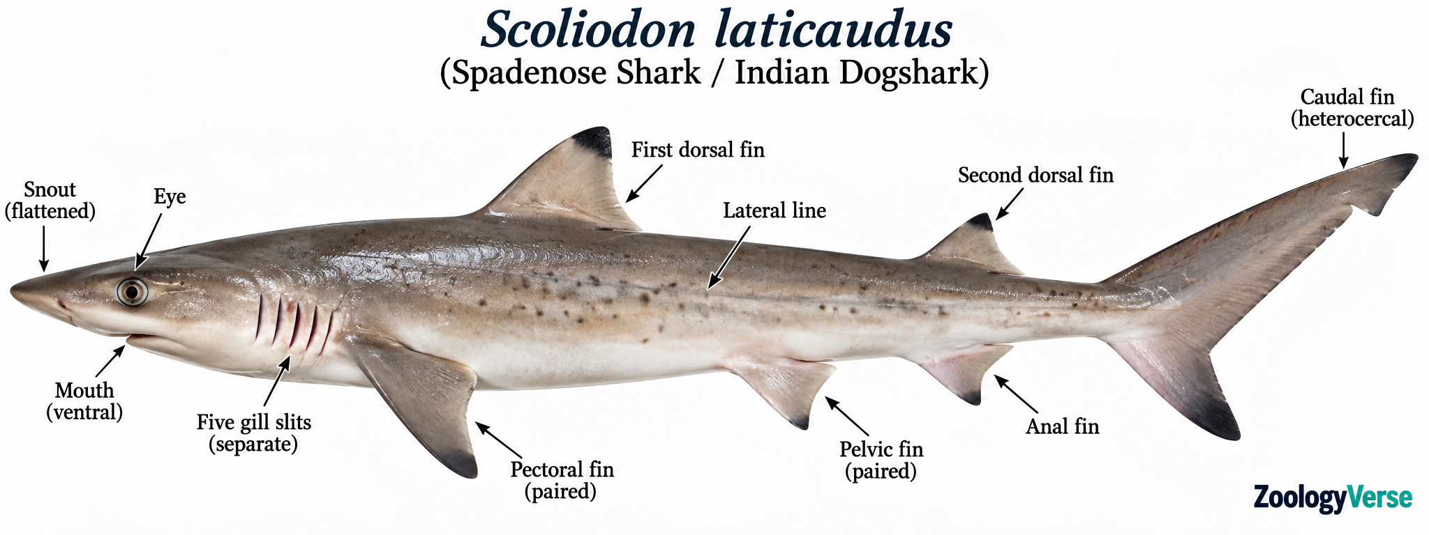 Scoliodon (Dogfish): Classification and Characteristics | Zoologyverse Scoliodon laticaudus, showing its streamlined body, flattened snout, eye, ventral mouth, five separate gill slits, lateral line, paired pectoral and pelvic fins, two dorsal fins, anal fin and heterocercal caudal fin.