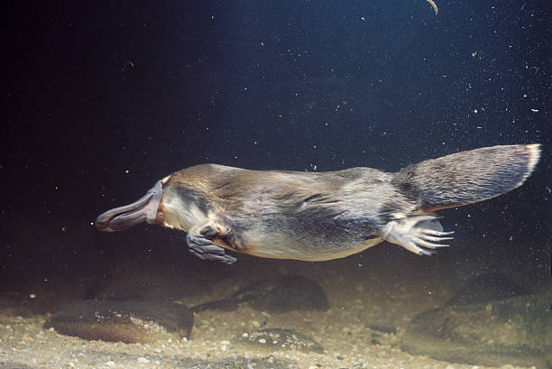 Classification of Ornithorhynchus (Platypus)