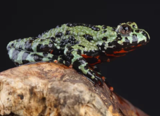 BOMBINATOR | FIRE BELLIED TOAD
