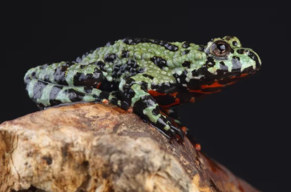 Classification of Bombinator : Fire Bellied Toad