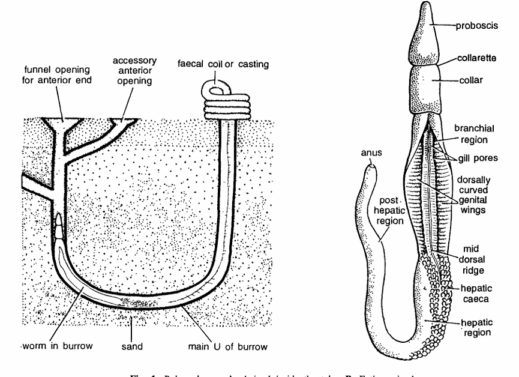 Balanoglossus