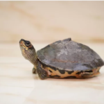 Kachuga tactum (Roofed Terrapin)