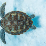 Classification of Chelone (Green Turtle)
