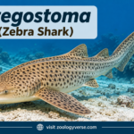 Stegostoma (Zebra Shark)