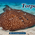 Torpedo (Electric Ray) Classification and Characteristics