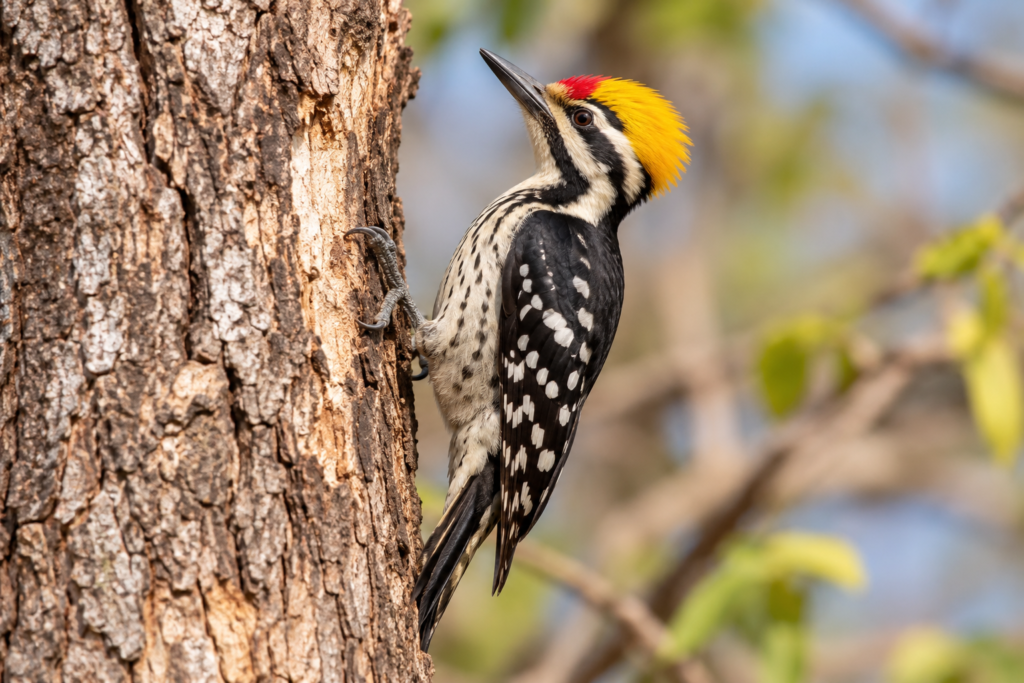 Yellow-crowned Woodpecker (Leiopicus mahrattensis): Classification & Facts | Zoologyverse Yellow-crowned Woodpecker (Leiopicus mahrattensis): Classification & Facts