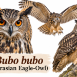 Bubo bubo (Eurasian Eagle-Owl): Classification & Facts