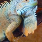 Classification of Iguana