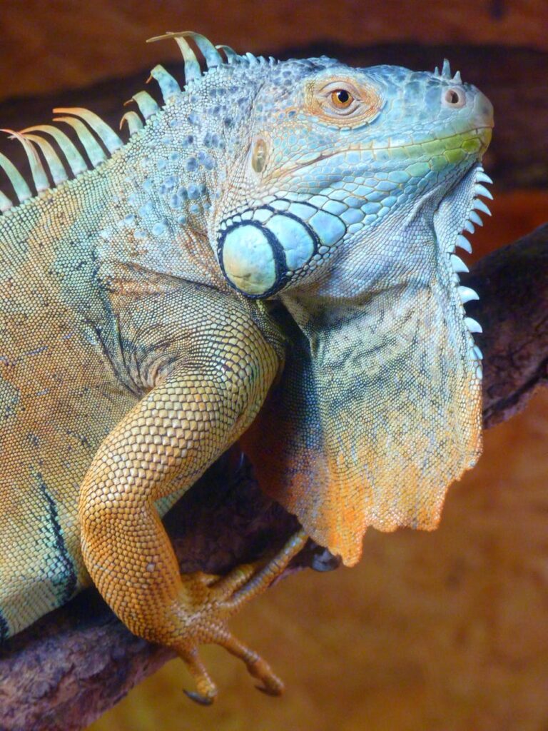 Classification of Iguana