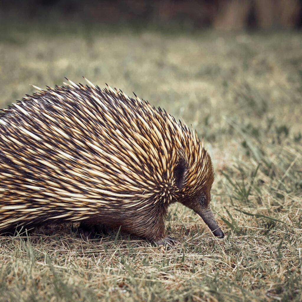 Classification of Echidna (Spiny Anteater)