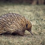 Classification of Echidna (Spiny Anteater)