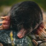 Classification of Talpa (Mole)