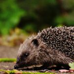 Classification of Erinaceus (Hedgehog)