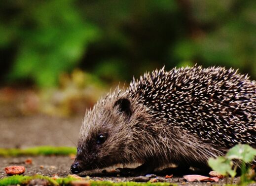 ERINACEUS (HEDGEHOG)
