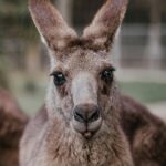 Classification of Macropus (Kangaroo)