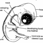Chick Embryo 18 Days Old Formalin Preserved Whole Embryo from Dorsolateral Side