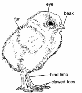 DEVELOPMENT OF CHICK EMBRYO | Zoologyverse