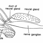 Herdmania Slides : Neural Complex