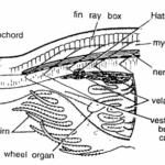 Amphioxus Slides : V.L.S. Anterior Region