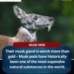 MOSCHUS MOSCHIFERUS (MUSK DEER)