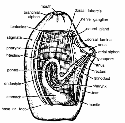 Ascidia (Sea Squirt): Classification & Facts | Zoologyverse Classification of Ascidia