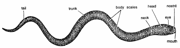 Classification of Typhlops (Blind Snake)