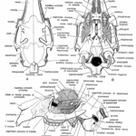 Rabbit : Skull Bones